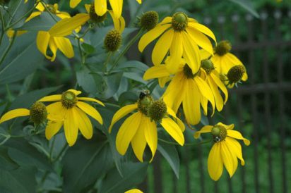 Post-Vacation Blooms in the Garden Image